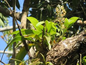 Dendrolirium lasiopetalum