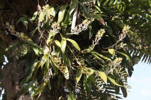 Dendrolirium lasiopetalum