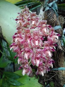 Bulbophyllum beccarii