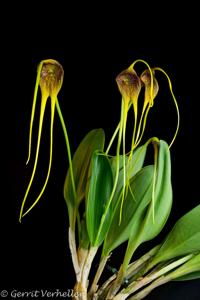 Masdevallia macrura