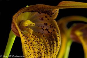 Masdevallia macrura