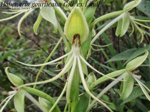 Habenaria gourlieana