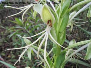 Habenaria gourlieana