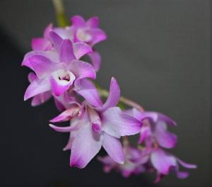 Dendrobium linawianum