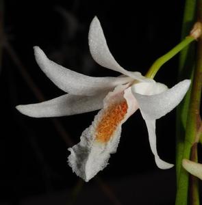 Dendrobium exile