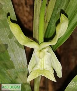 Claderia viridiflora