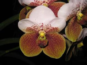 Vanda sanderiana