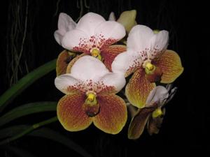 Vanda sanderiana