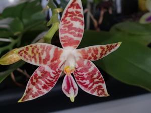 Phalaenopsis amboinensis