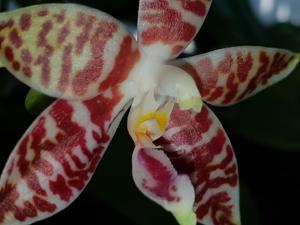 Phalaenopsis amboinensis