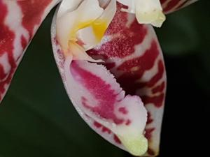 Phalaenopsis amboinensis