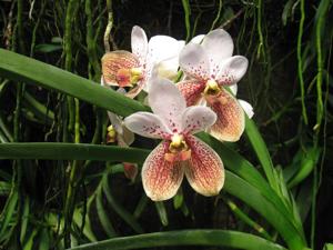 Vanda sanderiana