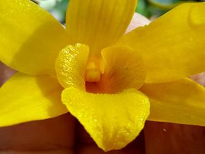 Dendrobium hancockii
