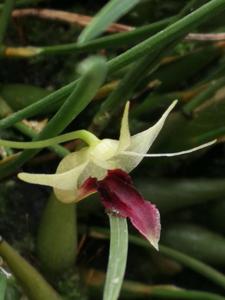 Dendrobium shearmanii