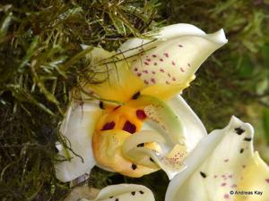 Stanhopea gibbosa