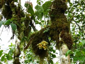 Stanhopea gibbosa