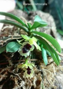 Gastrochilus retrocallus