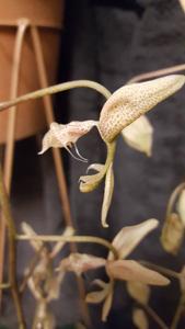 Gongora bufonia