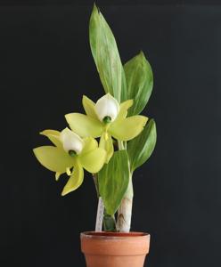 Cycnoches warszewiczii