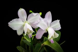 Cattleya loddigesii