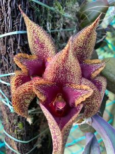 Bulbophyllum macrobulbon