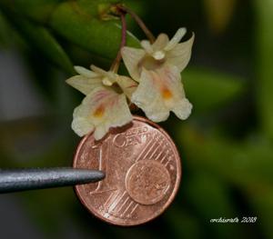 Dendrobium terminale