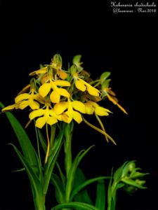Habenaria rhodocheila