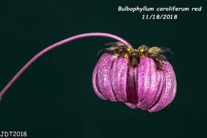 Bulbophyllum corolliferum