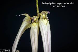 Bulbophyllum longissimum