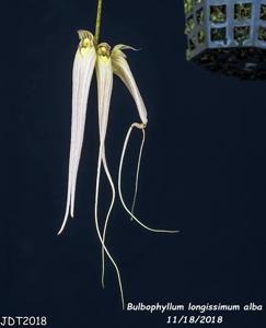 Bulbophyllum longissimum