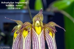 Bulbophyllum longissimum