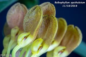Bulbophyllum spathulatum