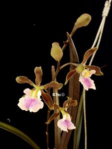 Encyclia randii