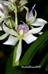 Prosthechea fragrans