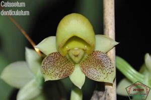 Catasetum denticulatum