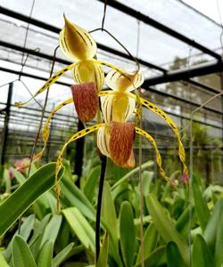 Paphiopedilum stonei