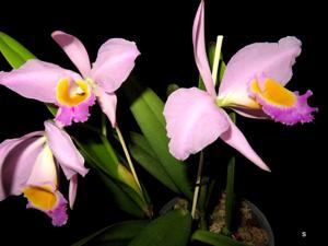 Cattleya wallisii