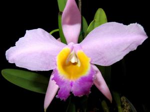 Cattleya wallisii