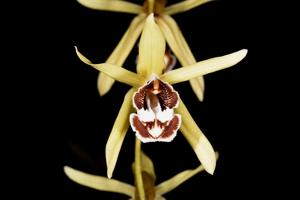 Coelogyne pulverula