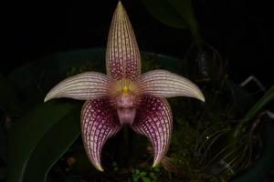 Bulbophyllum facetum