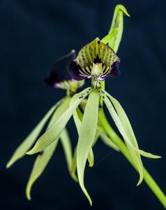 Prosthechea cochleata