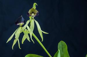 Prosthechea cochleata