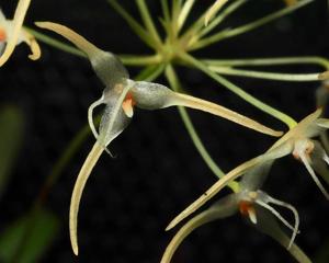 Bulbophyllum laxiflorum