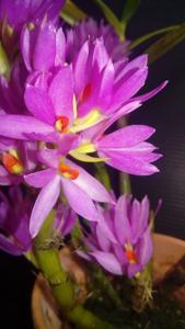 Dendrobium bracteosum