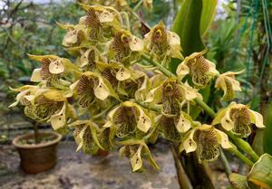 Dendrobium macrophyllum