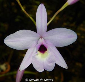 Laelia rubescens