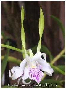 Dendrobium antennatum