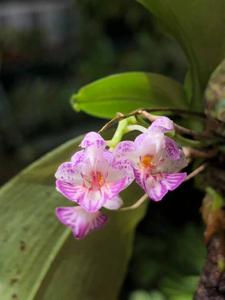 Phalaenopsis appendiculata