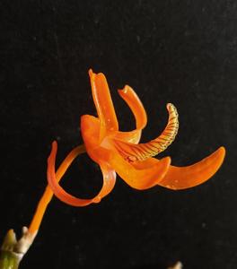 Dendrobium lamyaiae