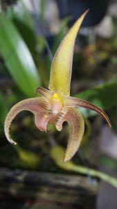 Bulbophyllum lobbii